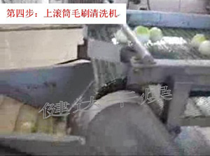 紅皮洋蔥前處理和干燥流水線 紅皮洋蔥前處理和干燥流水線